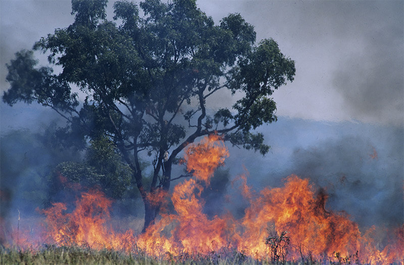 Charity Scams Break Out Over Bushfire Season